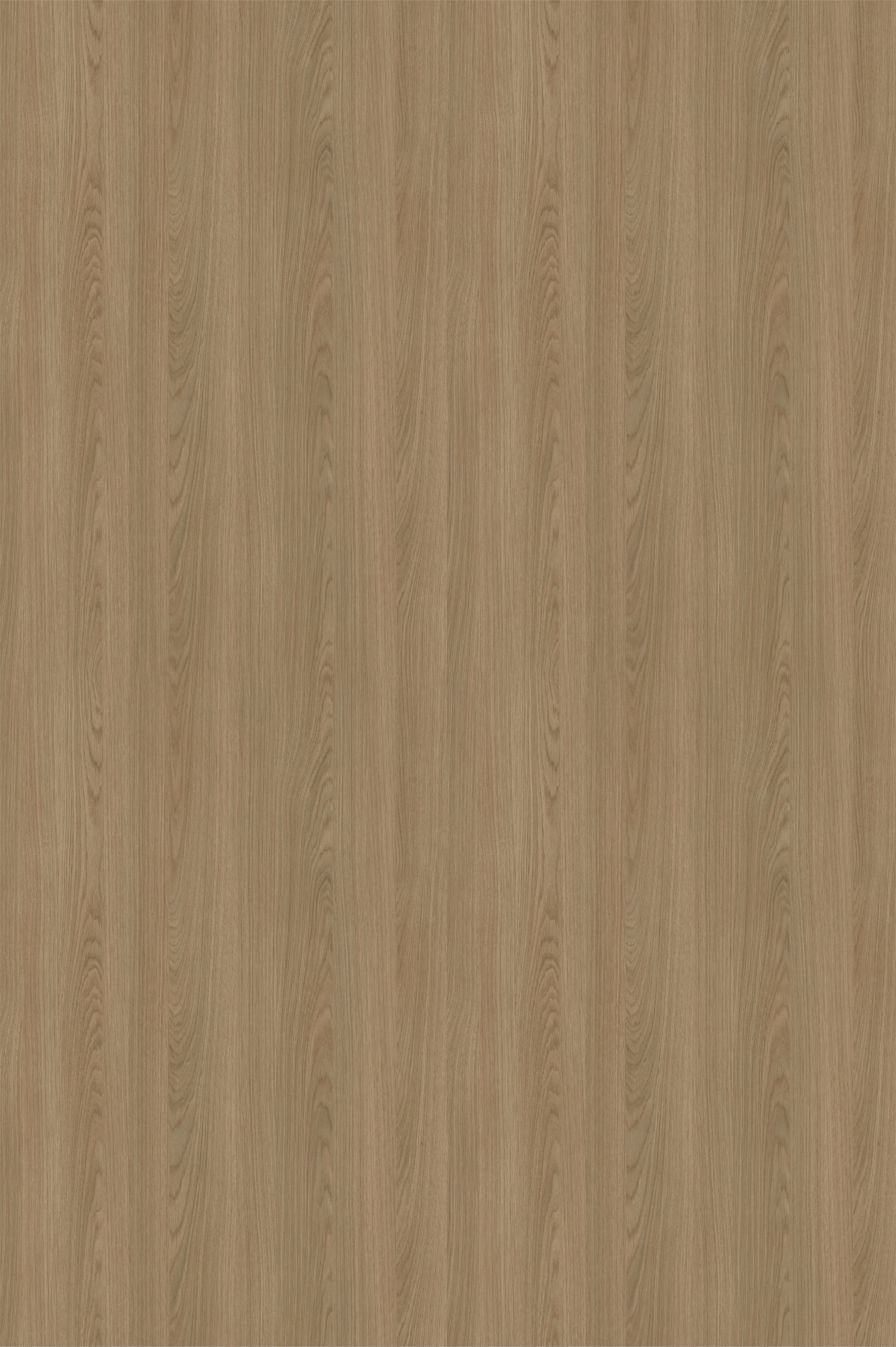 REHAU кромка ПВХ 0,8x19 мм Дуб нейво / дуб галифакс натуральный 100356W